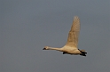 Bewick's swan flying - J